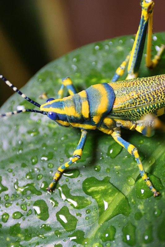 特写图片:画蚱蜢(Poekilocerus pictus)在魔鬼常青藤(Epipremnum aureum)覆盖着水滴的光滑绿叶上，聚焦前景，高架视野